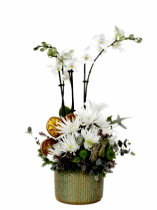 Pranta Luxury Orkide