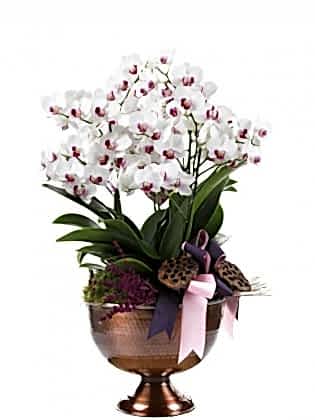 Deluxe White Orchid