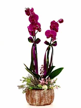 Dekoratif Saksıda Çift Dallı Fuşya Orkide