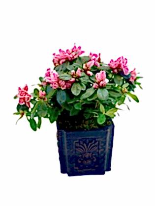 Vip Saksıda Açelya