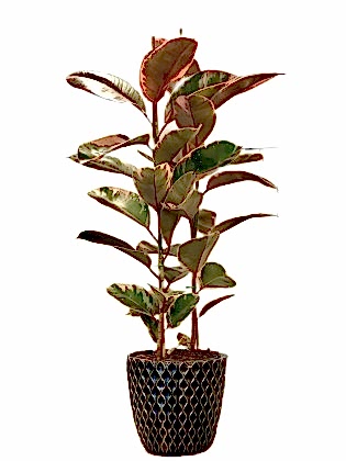 Dante Saksıda Kauçuk 2'li (Alaca Yapraklı, Fidanova) 85 cm