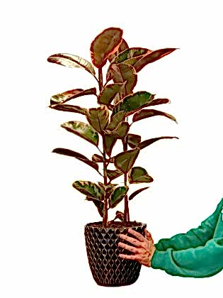 Dante Saksıda Kauçuk 2'li (Alaca Yapraklı, Fidanova) 85 cm