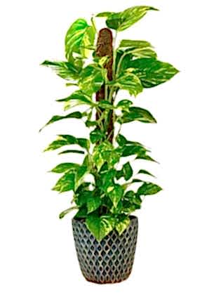 Decor Saksıda Patos İç Mekan Sarmaşığı (Pothos) 80 cm 