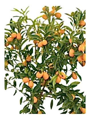 Dante Saksıda Kumkuat Ağacı 