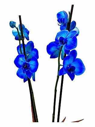 Blue Dream - Mavi Orkide