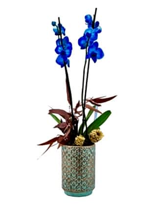 Blue Dream - Mavi Orkide