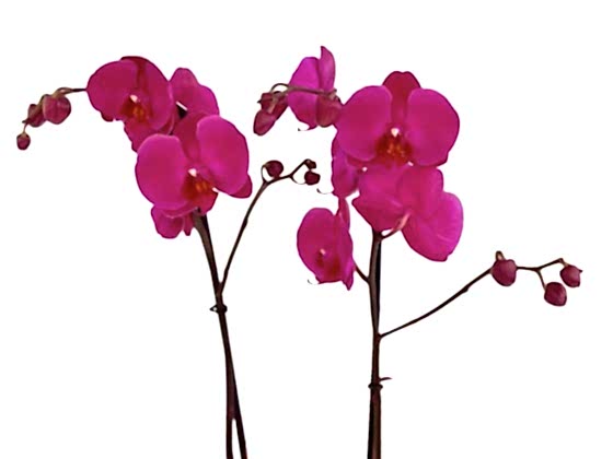 Special Çift Dal Mor Orkide