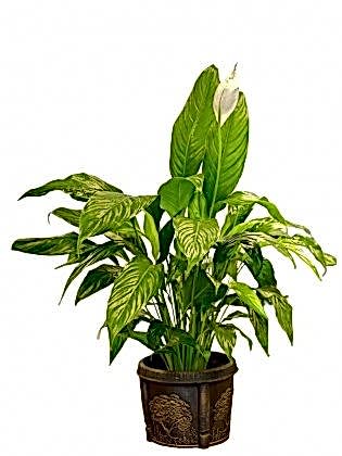 Barış Çiçeği (Spatifilyum)