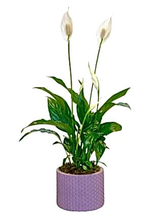 Rainbow Saksıda Spatifilyum - (Barış Çiçeği) 