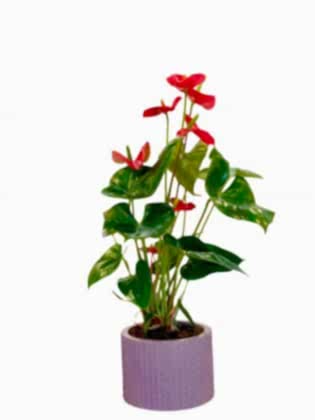 Rainbow Saksıda Antoryum Çiçeği