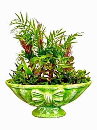 Garden of Green - Teraryum