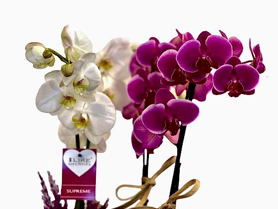 Neila - 4'lü Orkide Aranjman