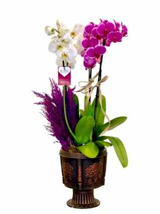 Neila - 4'lü Orkide Aranjman