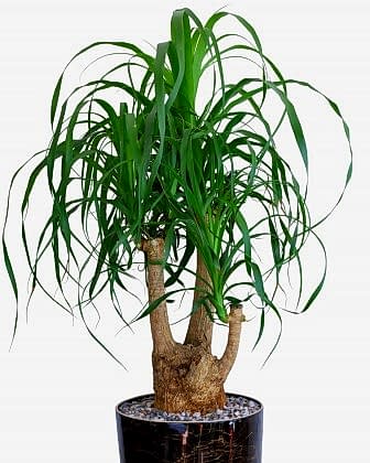 Nolina 3’lüsü – Estetik ve Dayanıklı Salon Bitkisi