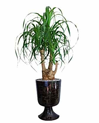 Nolina 3’lüsü – Estetik ve Dayanıklı Salon Bitkisi