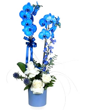 Azure Moon – Blue Orchid & White Roses